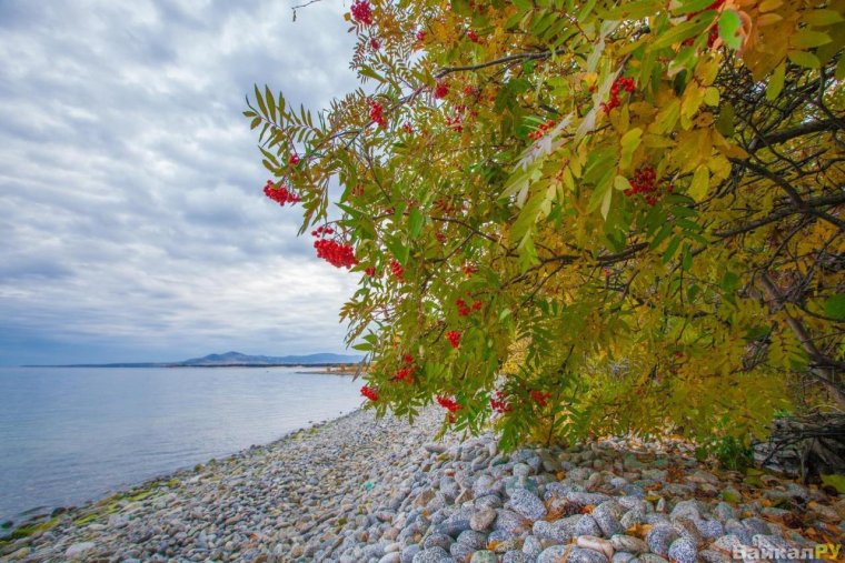 Рябина на Байкале