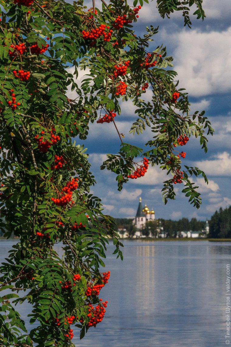 Пейзаж с рябиной