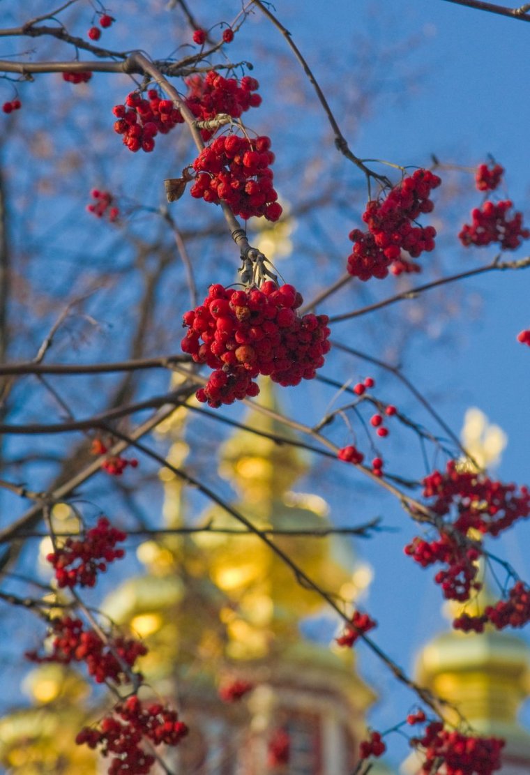 Рябиновый пейзаж