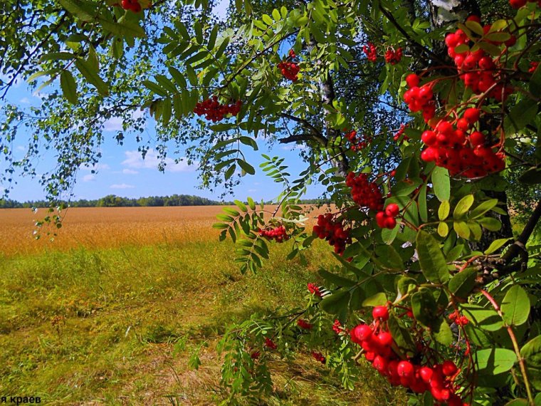 Рябина осенью