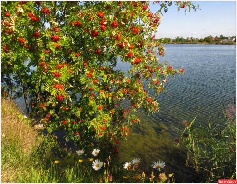 Калина у реки
