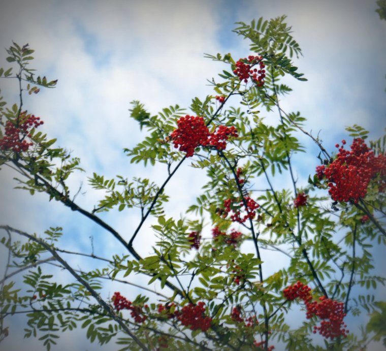Рябиновый букет