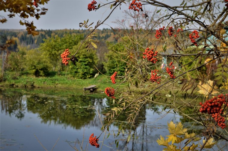 Рябина Савватеевых