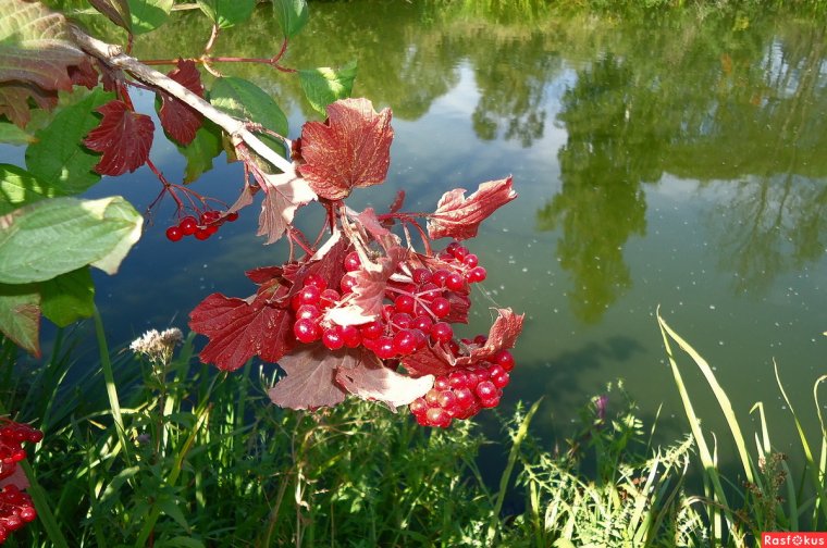 Калина у реки