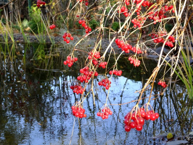 Калина у ручья