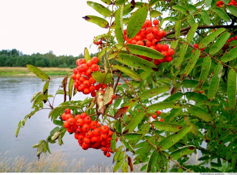 Русская рябина