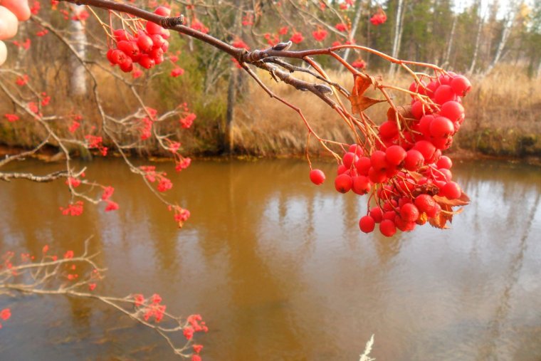 Рябина над водой