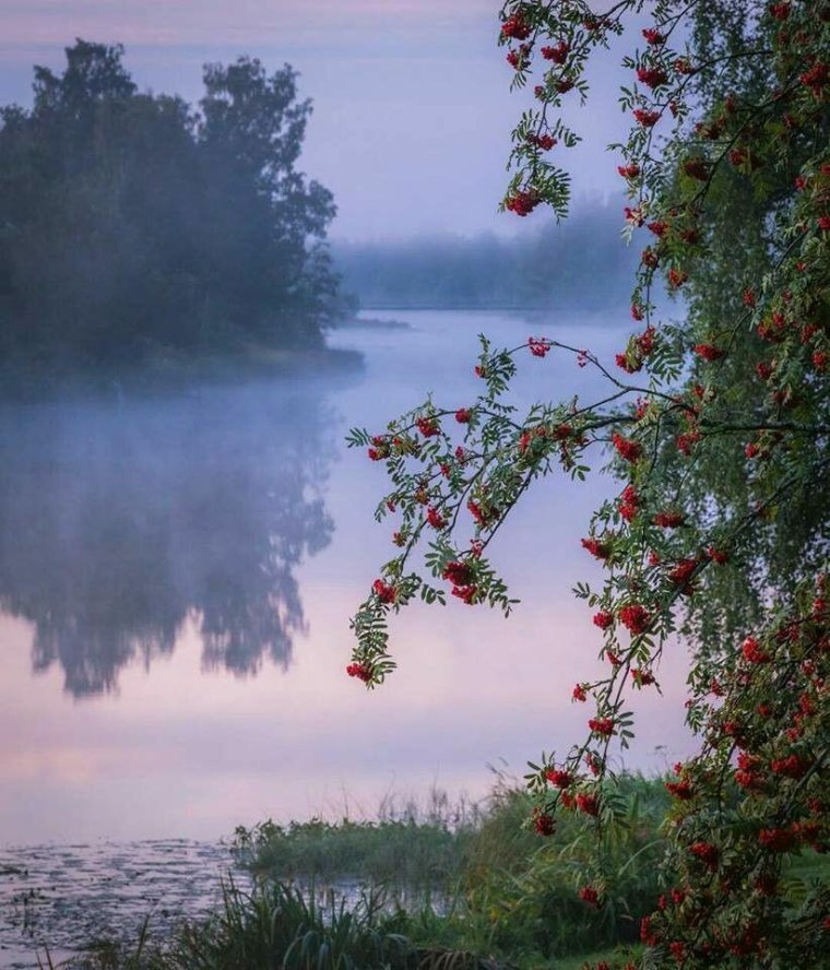 Рябина над рекой