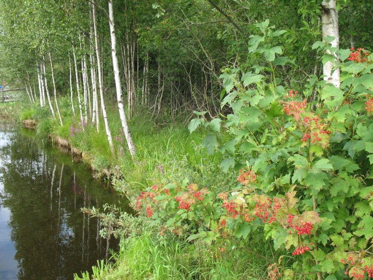 Калина у ручья