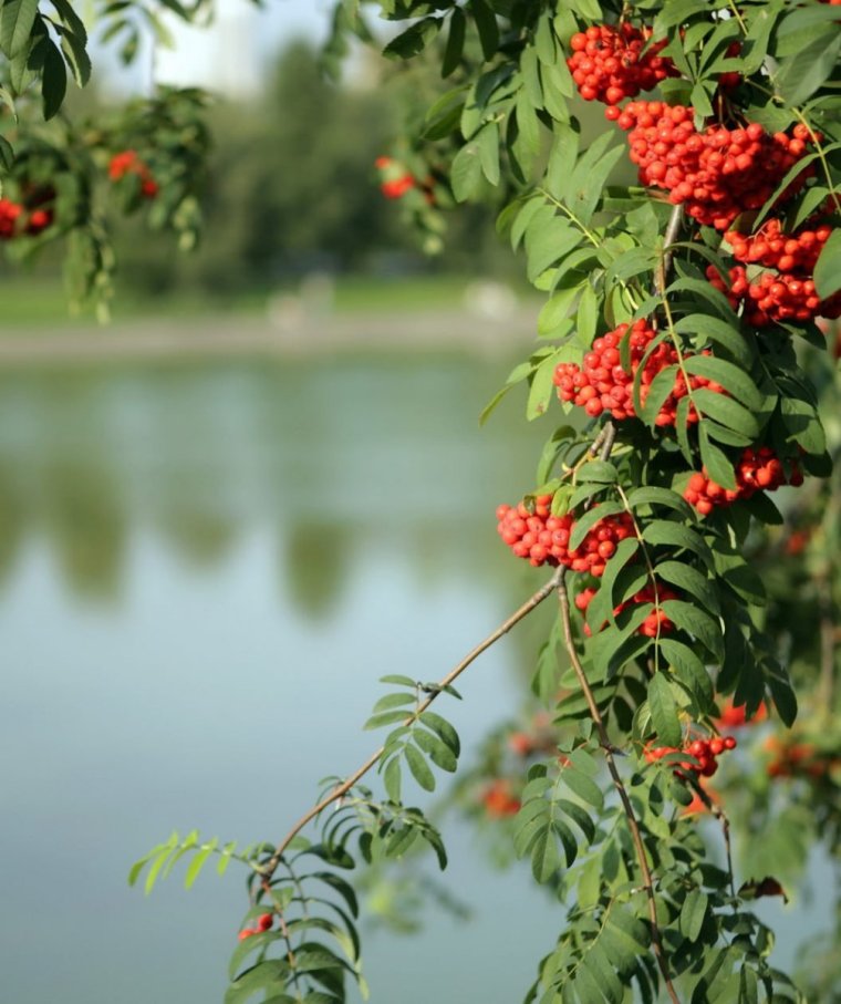 Дикая рябина