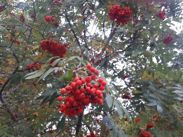 Август природа