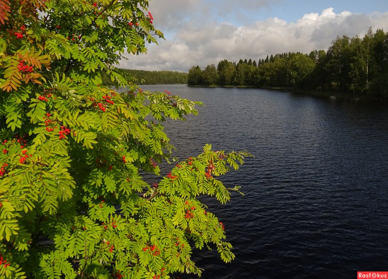 Рябина у озера