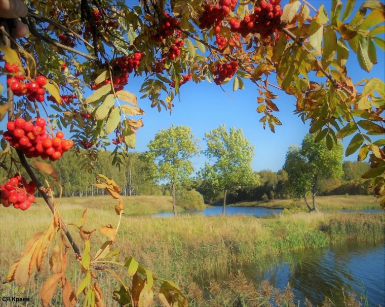 Осенний пейзаж с рябиной