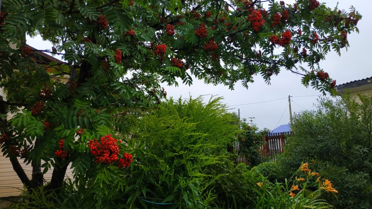 Рябина на дачном участке