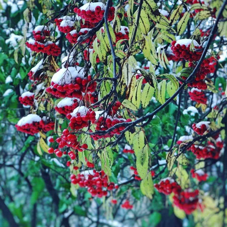 Снежная рябина