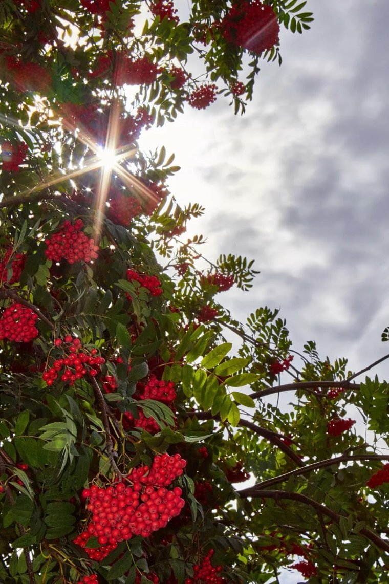 Сентябрь рябина