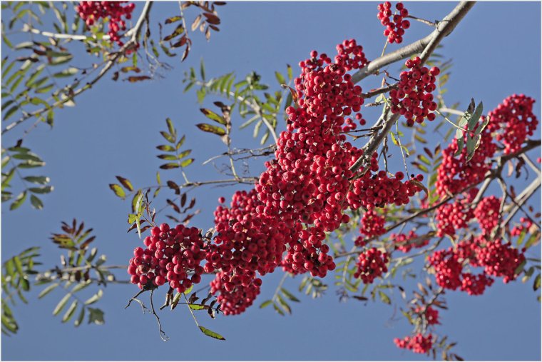 Рябина над рекой