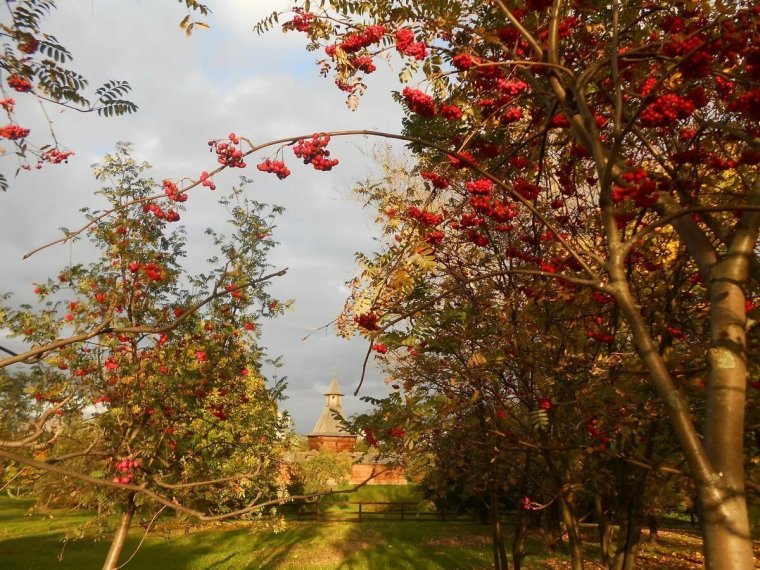 Рябина обыкновенная аллея