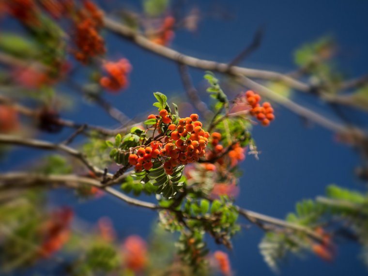 Обои на рабочий стол рябина