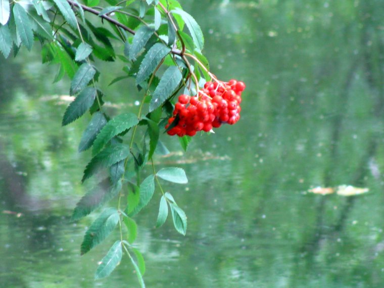 Тонкая рябина Жанр