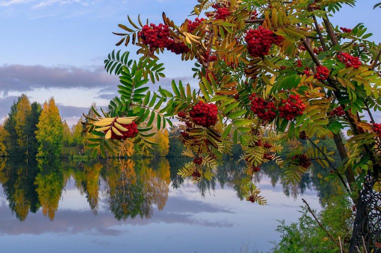 Осенний пейзаж с рябиной