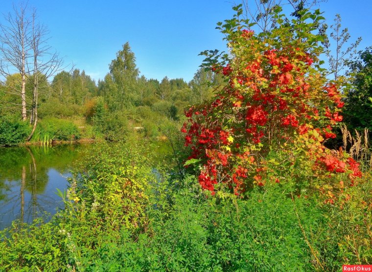 Сад Виктора Шешина