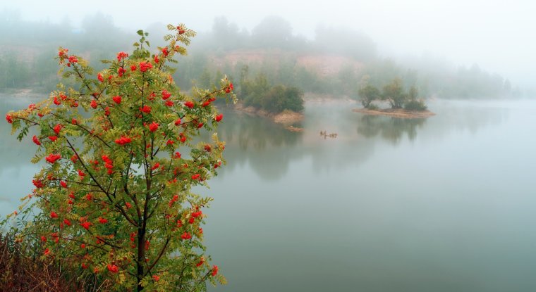 Рябина у реки