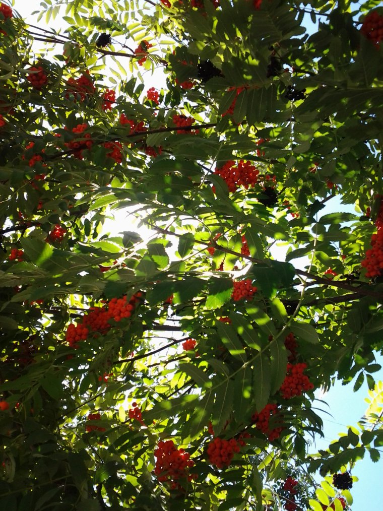 Стройная рябина