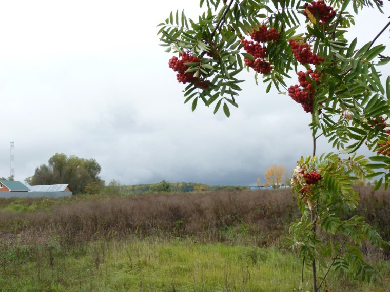 Рябина Камчатская кустарниковая