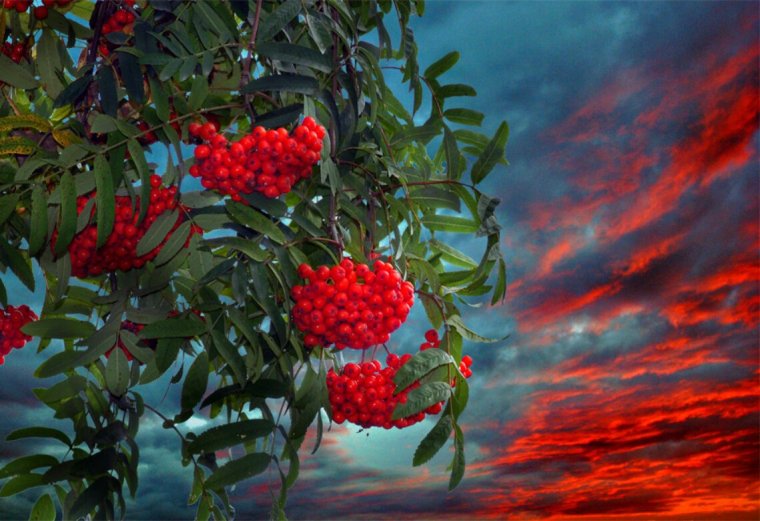 Багряная рябина
