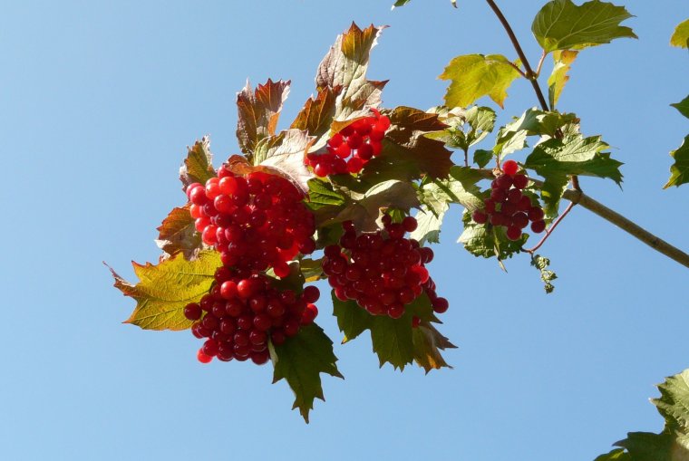 Калина пирамидальная