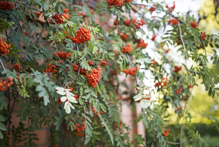 Куст рябины