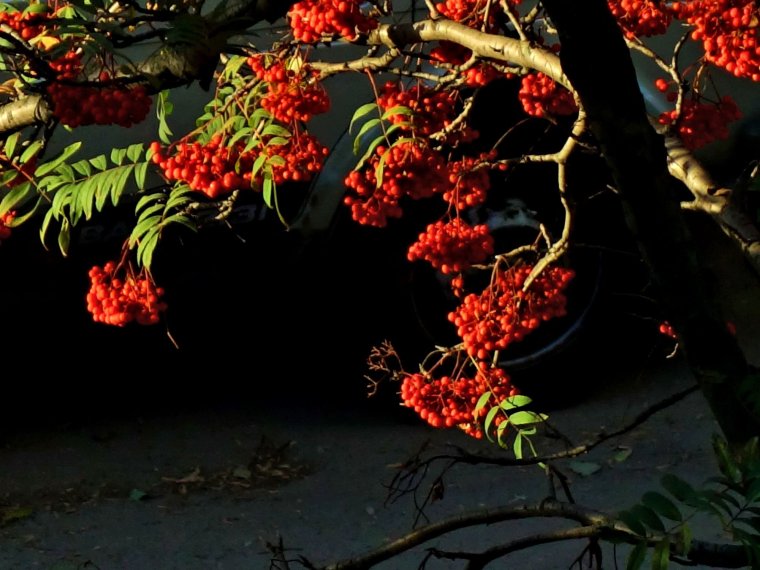 Рябиновый вечер