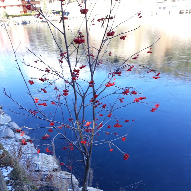 Рябина в воде