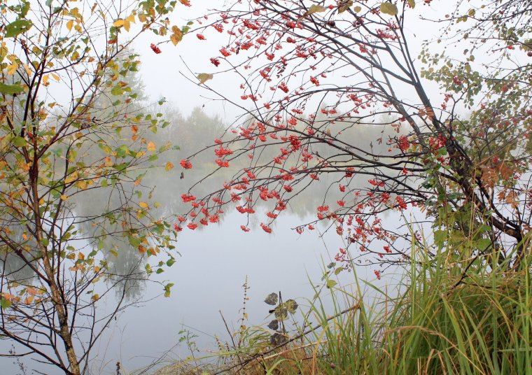 Рябина Вефед