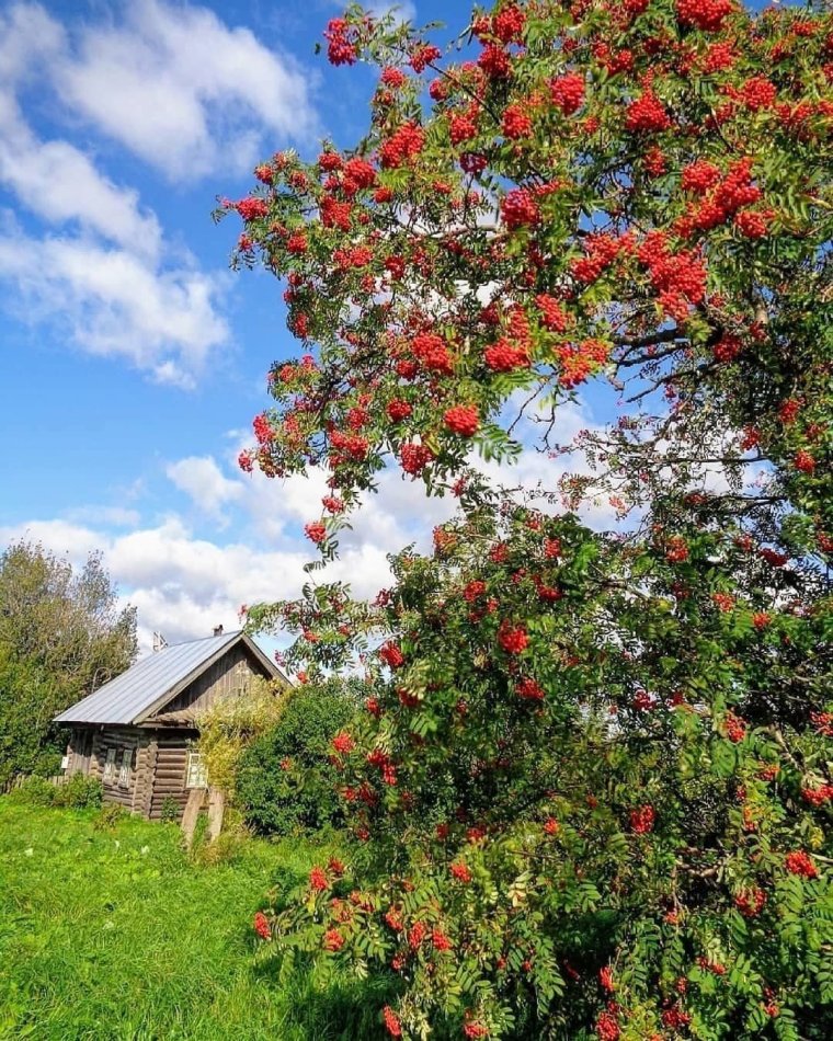 Лесная рябина красная