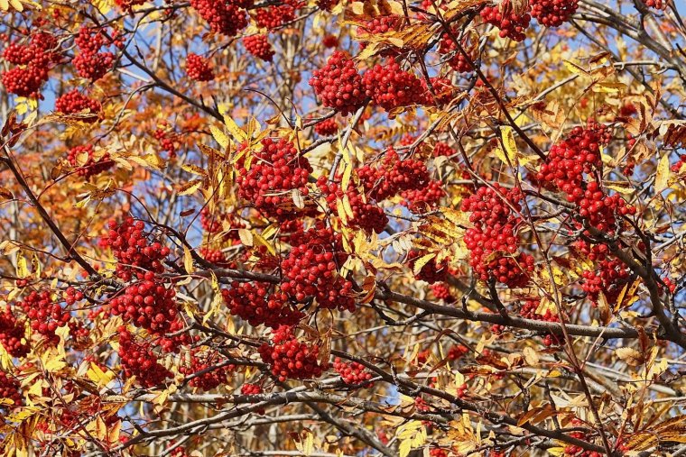 Сентябрь рябина