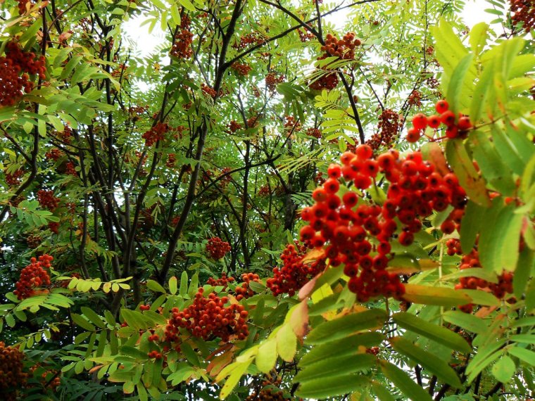 Рябина обыкновенная Калина