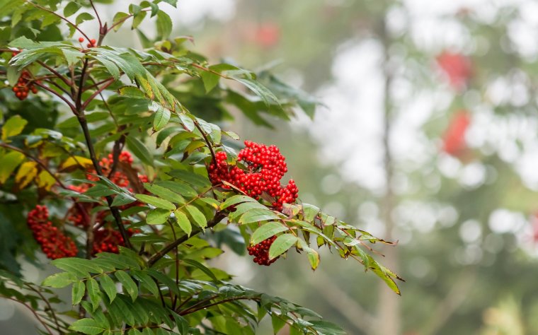 Ягода рябина Йошкар Ола