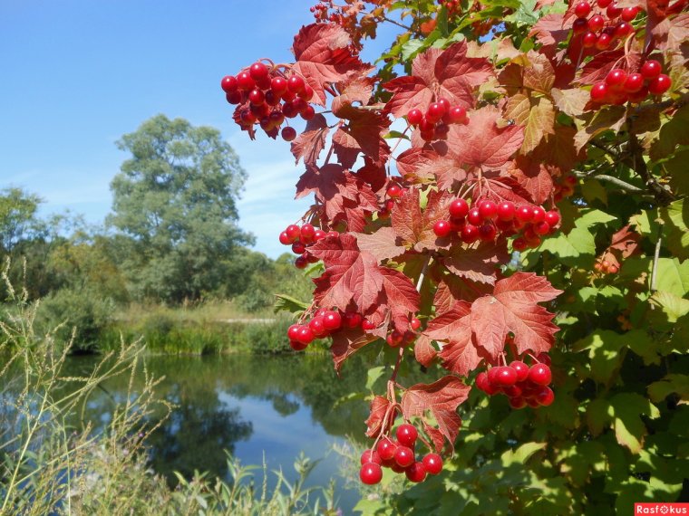 Калина над рекой