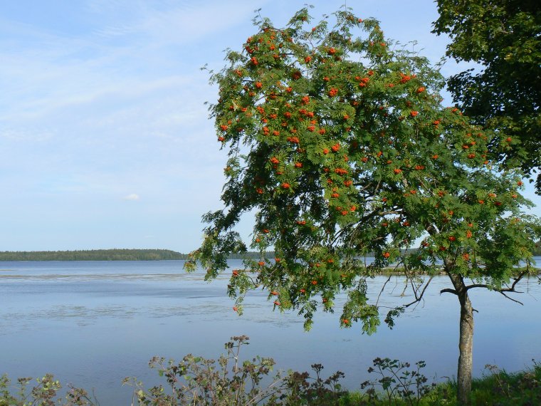 Рябиновом острове Валдайского озера