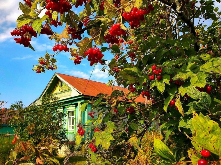 Калина у забора