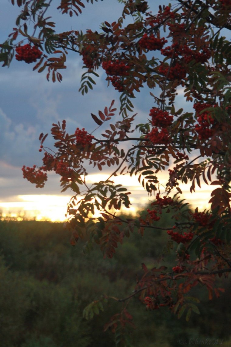 Рябина Гранатная осенью