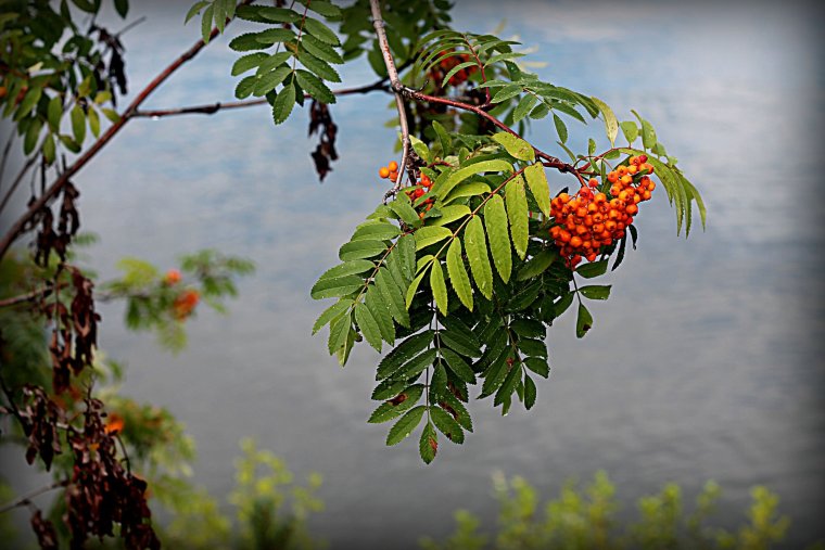 Красивая рябина