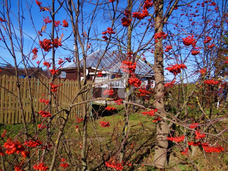 Рябина у дороги город