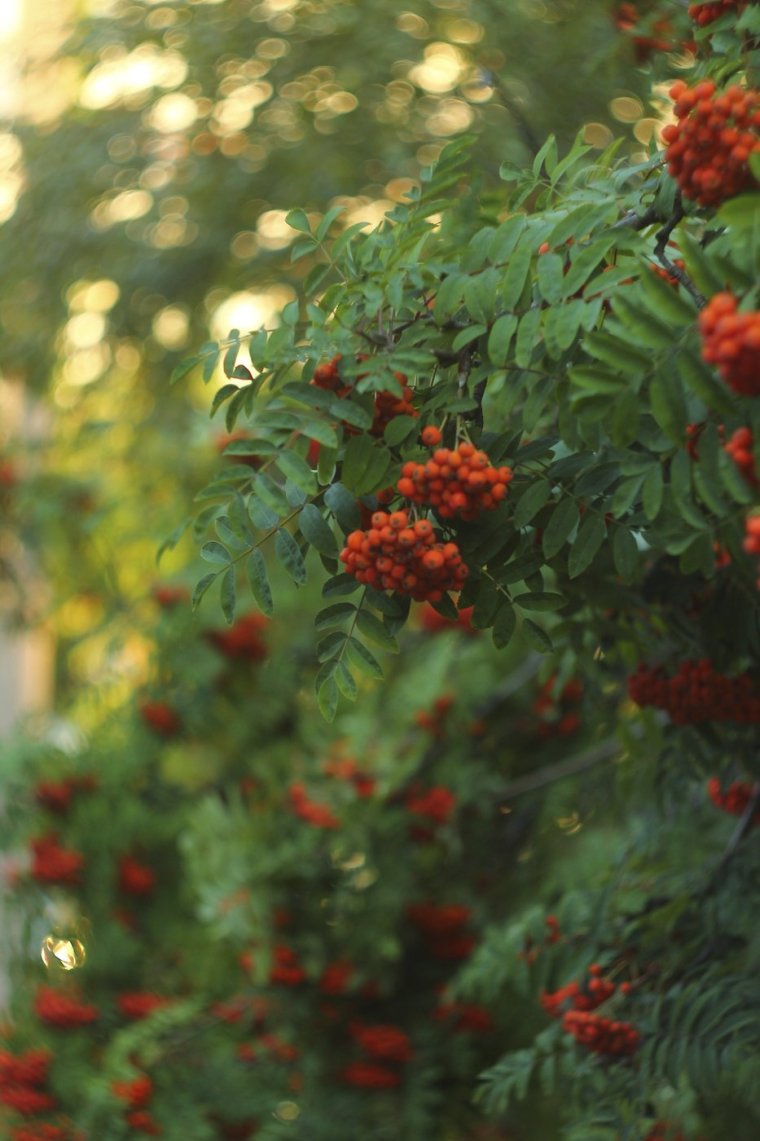 Рябина Солнечная