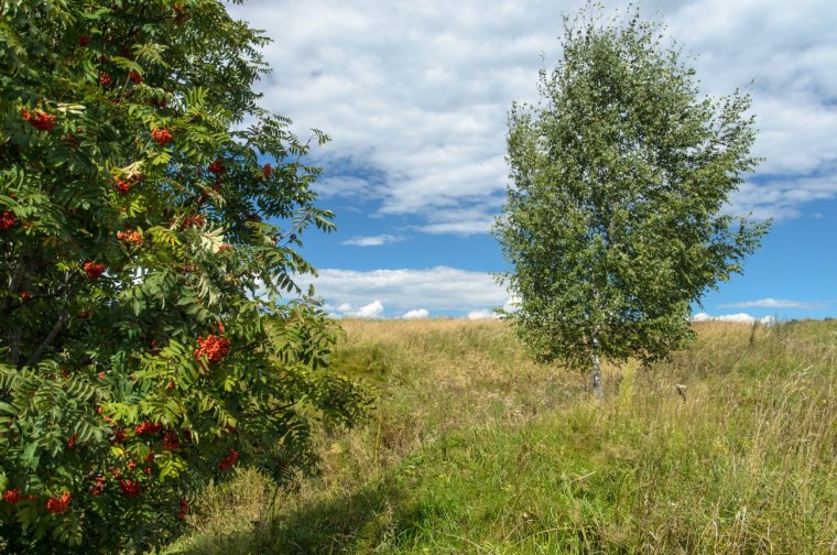 Рябина на Поляне
