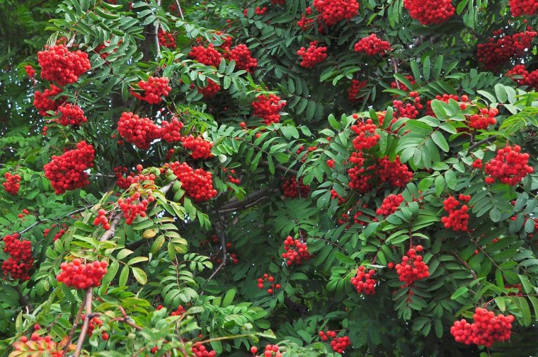 Рябина буроватая