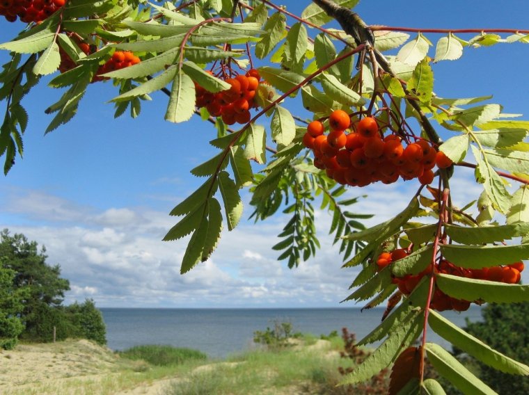 Рябина ольхолистная