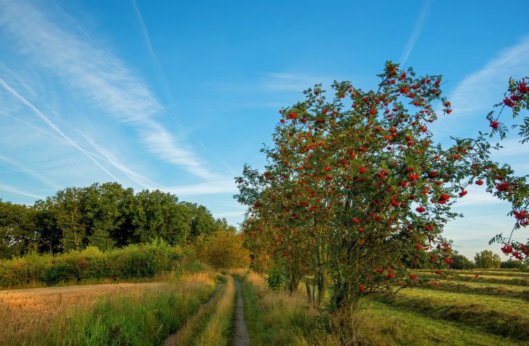 Пейзаж с рябиной